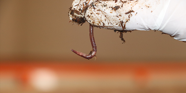 Sadece 3 yılda büyük başarı! Şi̇mdi̇ de Almanya ve Azerbaycan peşi̇ne düştü