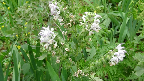 Sadece 600 tane var! Bu bitkiyi koparmanın cezası 244 bin 315 lira