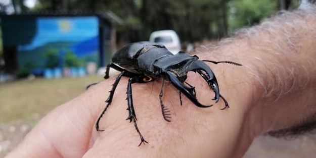 Sadece Amanos Dağları'ndaydı! O ilimizde de görüldü