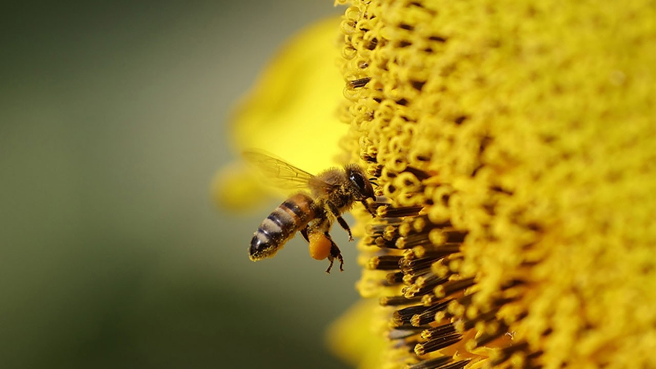 Sadece bakım yapmak istemişti! Boğazından arı soktu, kurtarılamadı