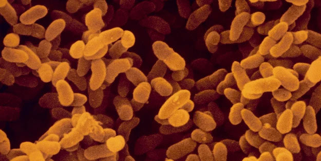 Bağırsaklara zarar vermeyen akıllı antibiyotik geliştirildi