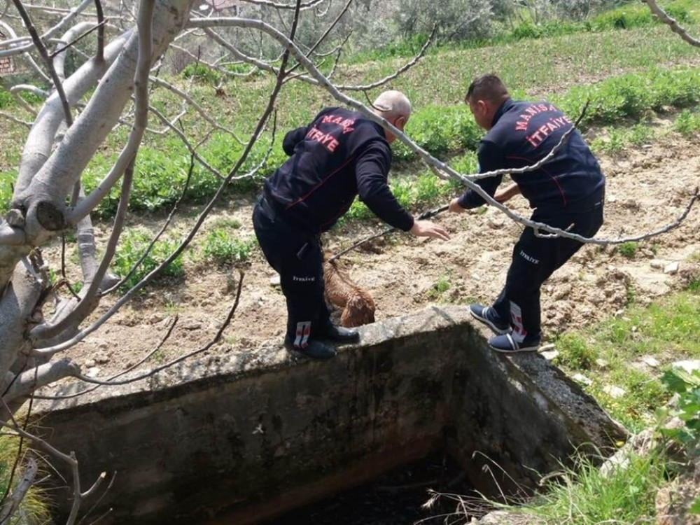 Sadece mayıs ayında 276 hayvanı kurtardılar 