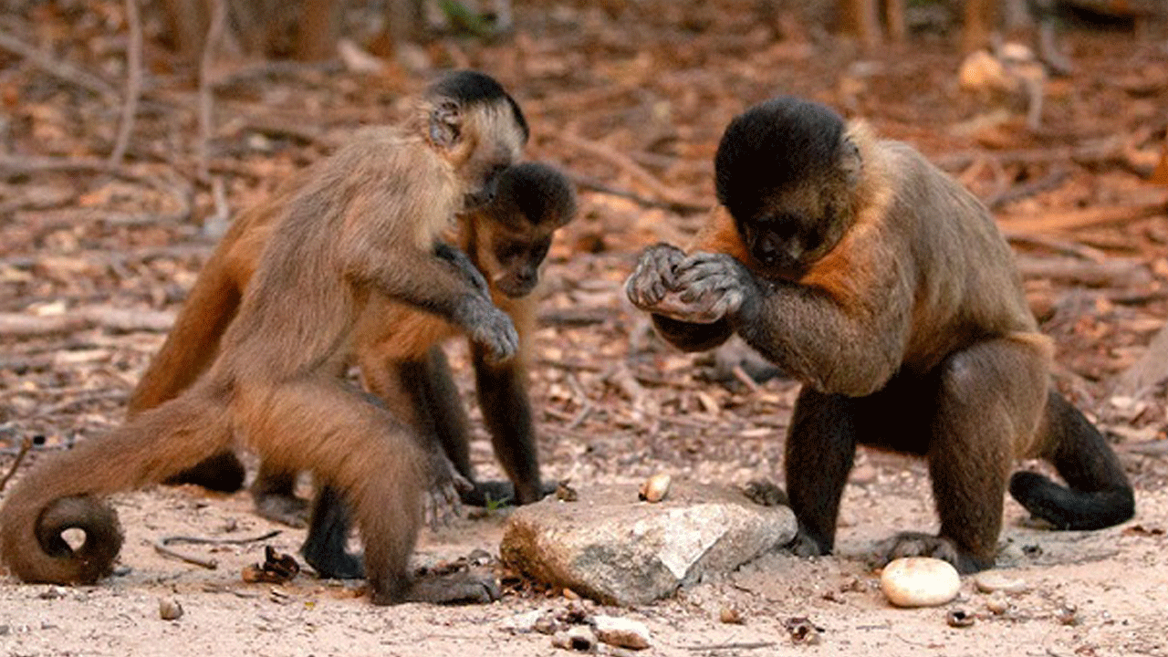 Sadece muz çalmıyorlarmış! Taş ve sopa kullanan maymunlar, başka türlerin yavrularını da kaçırmaya başladı