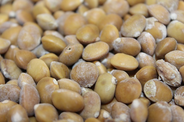 Sadece o ilimizde yetişiyor! Kilosu tam 800 TL'ye satılıyor