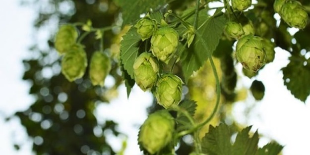 Şerbetçi otundan 12 milyon lira gelir bekleniyor