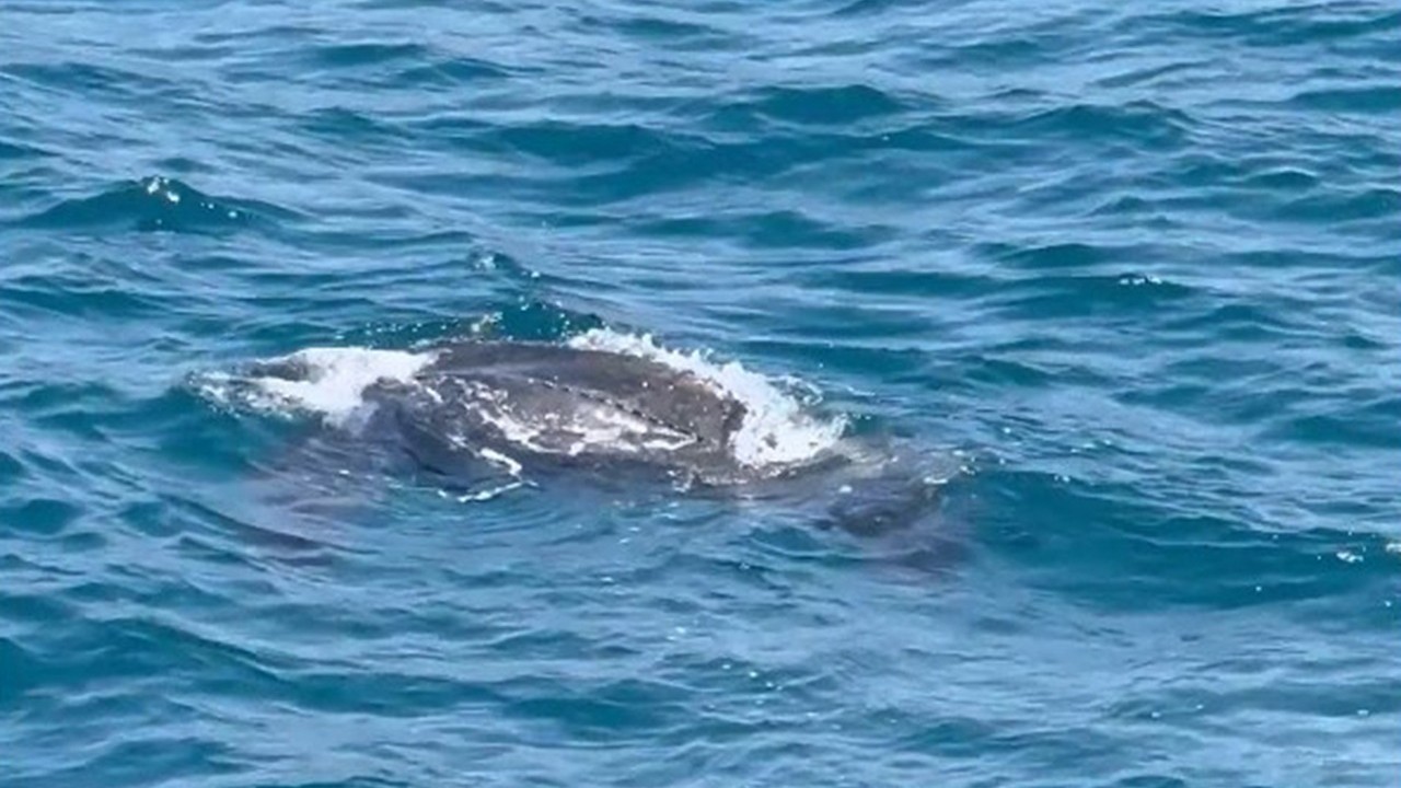 Sadece okyanusta görülüyordu... İstanbul Boğazı'nda görüntülendi! Tam 600 kg...