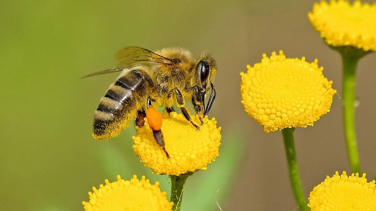 Sadece pestisit değil! Arıların yeni düşmanları ortaya çıktı