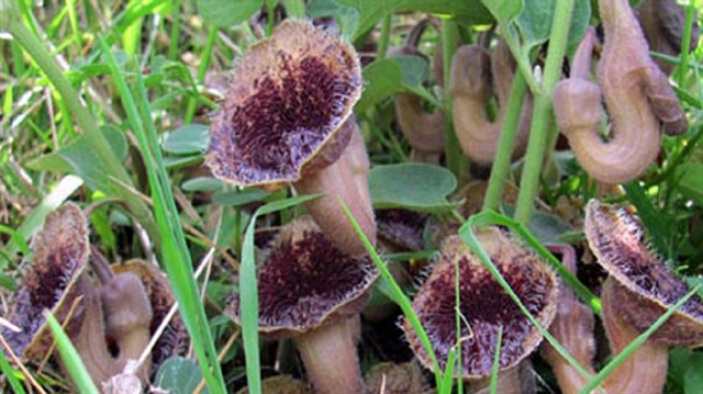 Sadece Samsun'da bulunan ot sır gibi saklanıyor