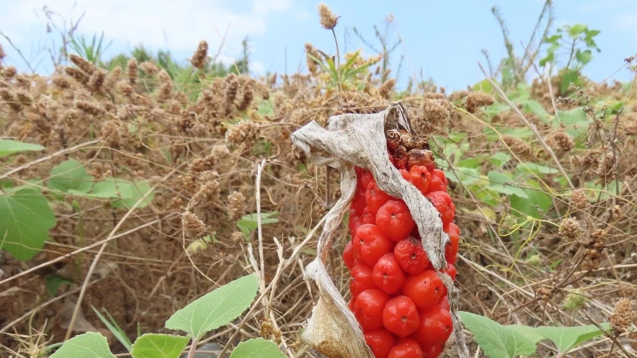 Sadece Türkiye'de yetişiyor: Çiğ hali en zehirli ama suyu tam bir şifa deposu! Dev keşif