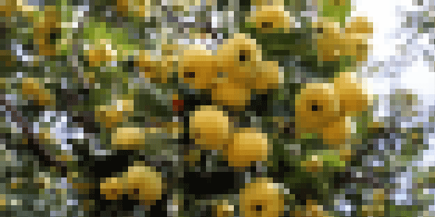 Sadece Türkiye’de yetişiyor ve yıllık 100 bin ton üretiliyor: kilosu 25 lira