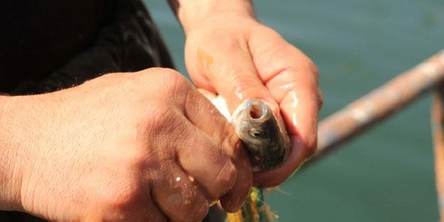 Sadece Van Gölü'nde avlanıyor, oradan tüm Türkiye'ye yollanıyor