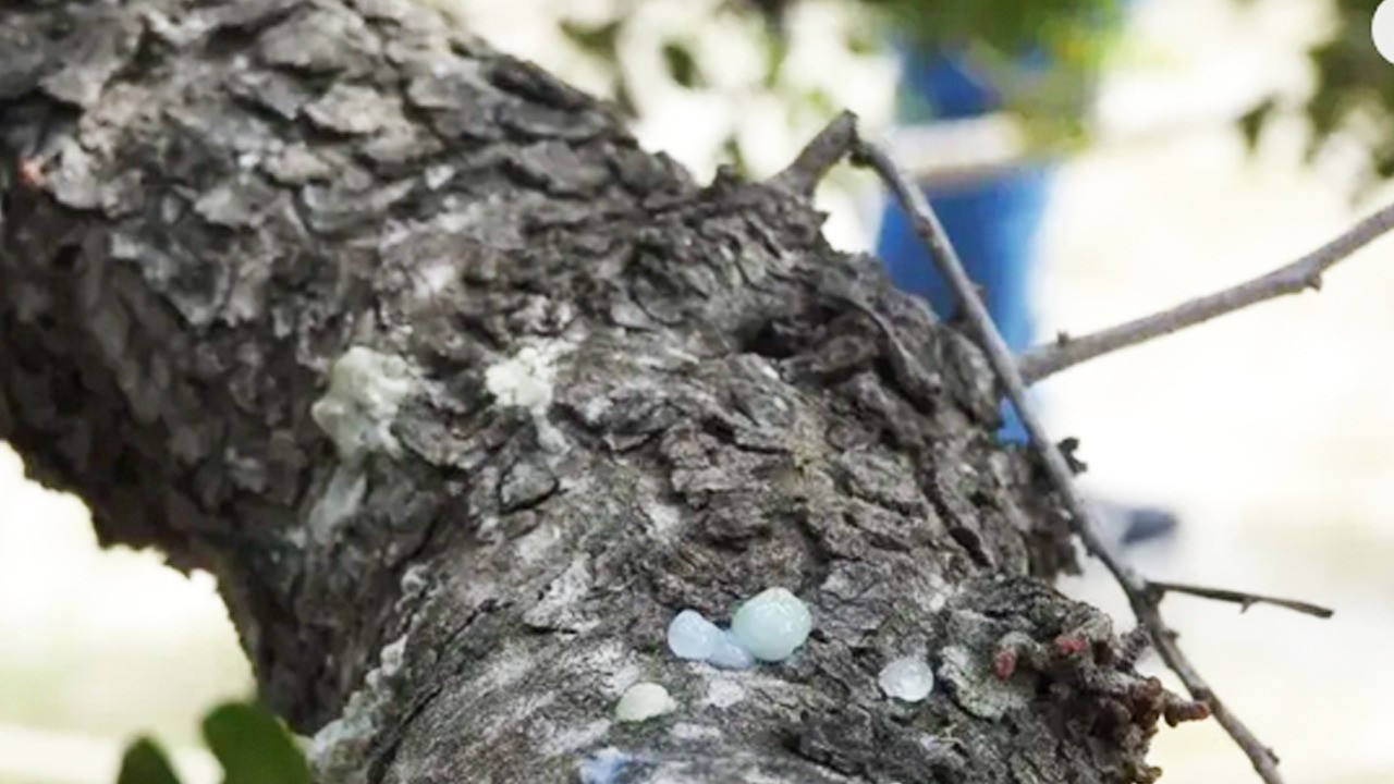 Sadece 1 ilde yetişiyor! fiyatı cep yakıyor! Günlük tonlarca toplanıyor, meşhur