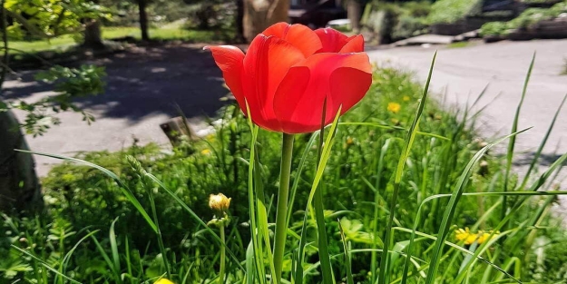 Sadi Şirazi kimdir?