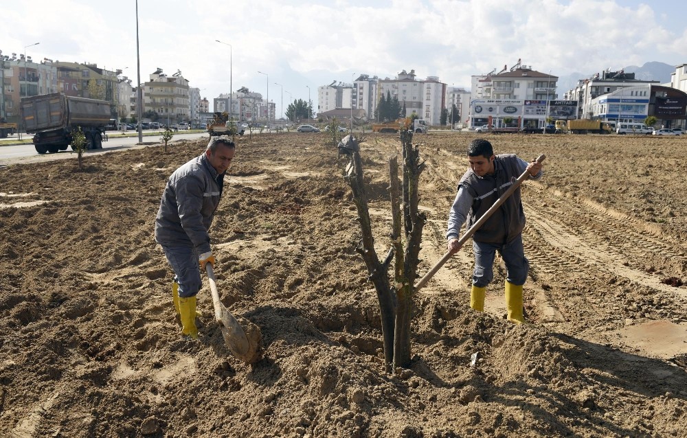Şafak Mahallesine portakal bahçesi 