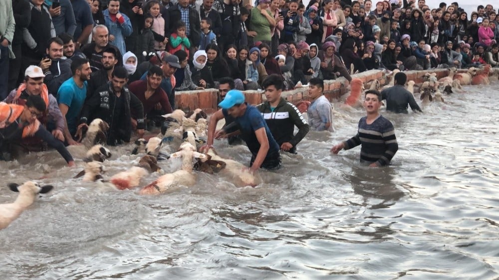 Şafak vakti koyunlarını buz gibi sudan geçirmek için yarıştılar 