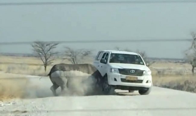 Safaride gergedan dehşeti!