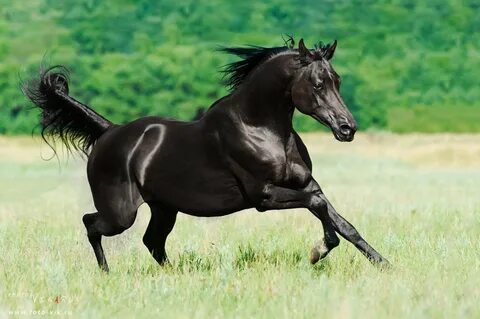 Safkan Arap atları satışa çıktı