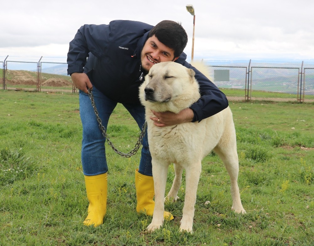 Safkan kangal saldırmaz 