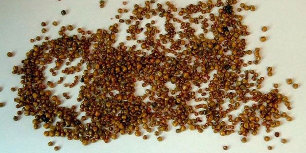 Safra kesesi taşına dikkat!