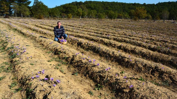 Safran hasadı başladı