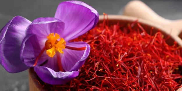 Safran otu küçük ama gücü çok büyük! Bir damlası servet değerinde!
