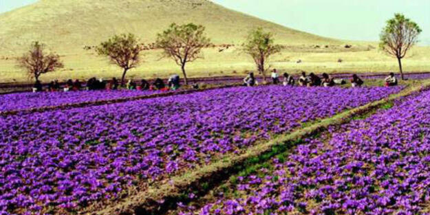 Safran Yetiştiriciliği: Büyük devlet desteği, satın alım var mı? İşte o en kolay yöntem, püf noktaları!