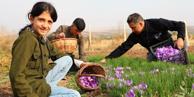 Safranbolu'da gördü Elazığ yetiştirdi! Kilosu 200 bin lira
