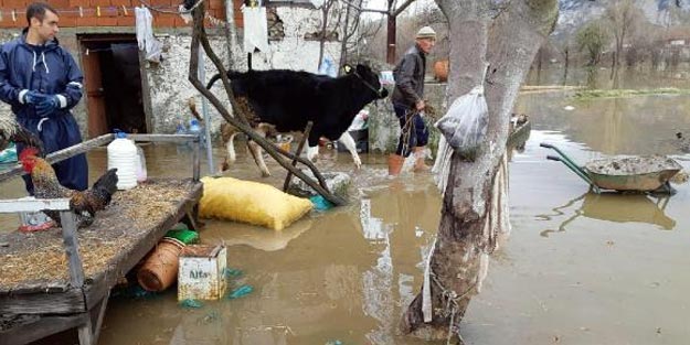 Sağanakla göle dönen yayladaki hayvanları itfaiye kurtardı