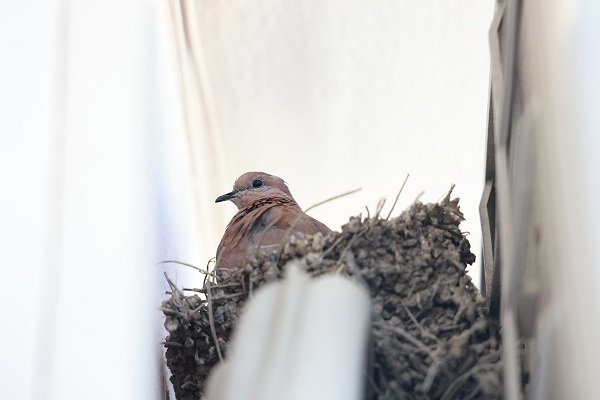 Sağlam bina kalmayınca kuşlar bakın nereye yuva yaptı!