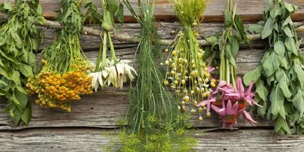 Sağlığınız için mutlaka kullanmanız gereken 8 şifalı bitki