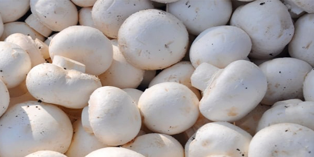 Sağlık Bakanlığı'ndan 'zehirli mantar' uyarısı