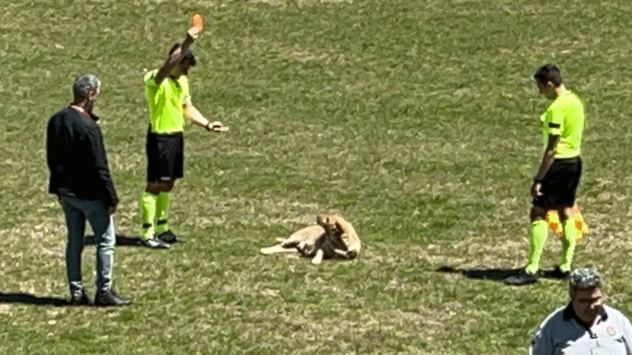 Sahaya giren köpek kırmızı kart gördü! Karga tulumba sahadan atıldı