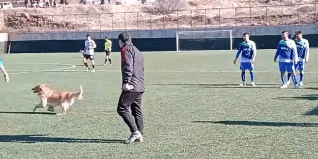 Sahaya giren köpek maçı durdurdu!