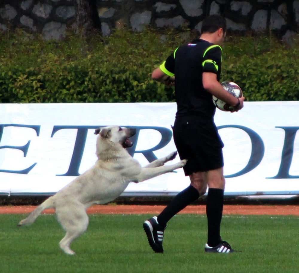 Sahaya önce köpek, sonra taraftar girdi 