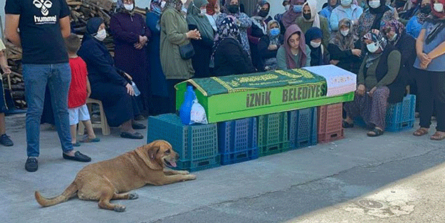 Sahibi ölen köpekten büyük vefa