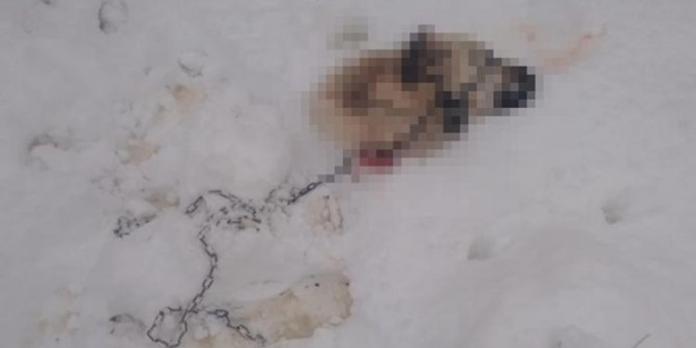 Sahibi şoke oldu! Kangal köpeğinden geriye sadece bu kaldı