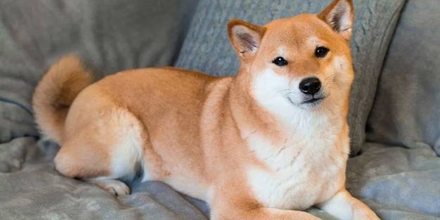 Sahibi terk etmişti... 25 bin dolara satıldı!