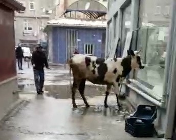 Sahibinden kaçan düve, zor anlar yaşattı 