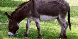 Eşeğin sahibine kızdı, olan eşeğe oldu!