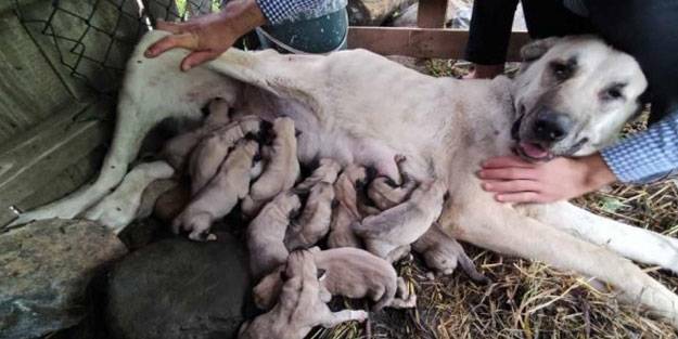 Sahibine servet kazandırdı