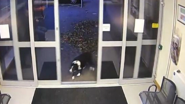 Sahibini bulamayan köpek polis merkezine gitti