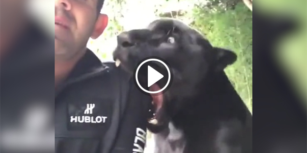 Sahibini ısıran panter izleyenleri şaşkına çevirdi