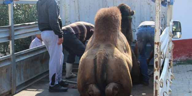 Sahibini öldüren deve kasaplara teslim edildi