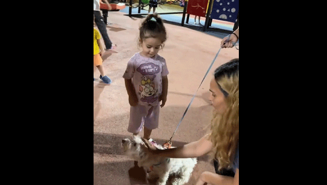 Sahibinin bir şey yapmaz dediği köpek küçük kızı ısırdı!