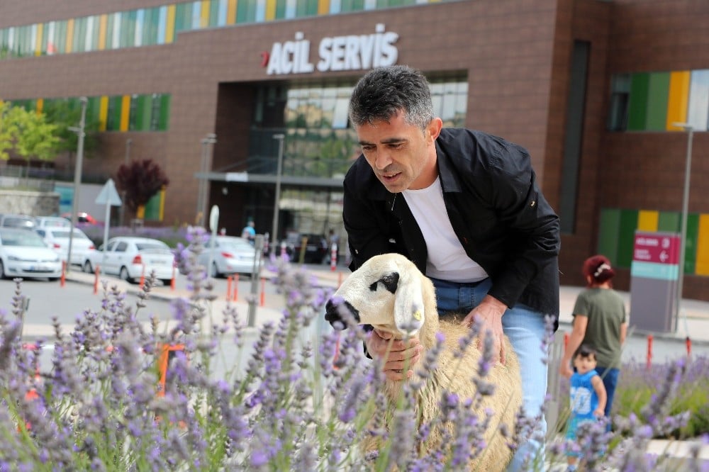 Sahibinin elinden kaçan koyun soluğu acil serviste aldı 