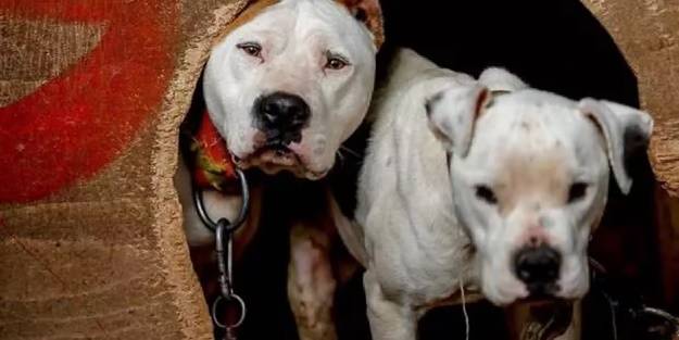 Sahibinin işaretiyle saldıran pitbull 'silah' sayıldı