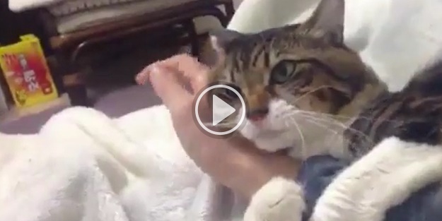 Sahibinin koluna sarılarak uyuyor!