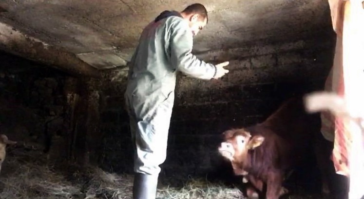 Sahibinin komutlarına uyan 5 aylık buzağı görenleri şaşırtıyor 