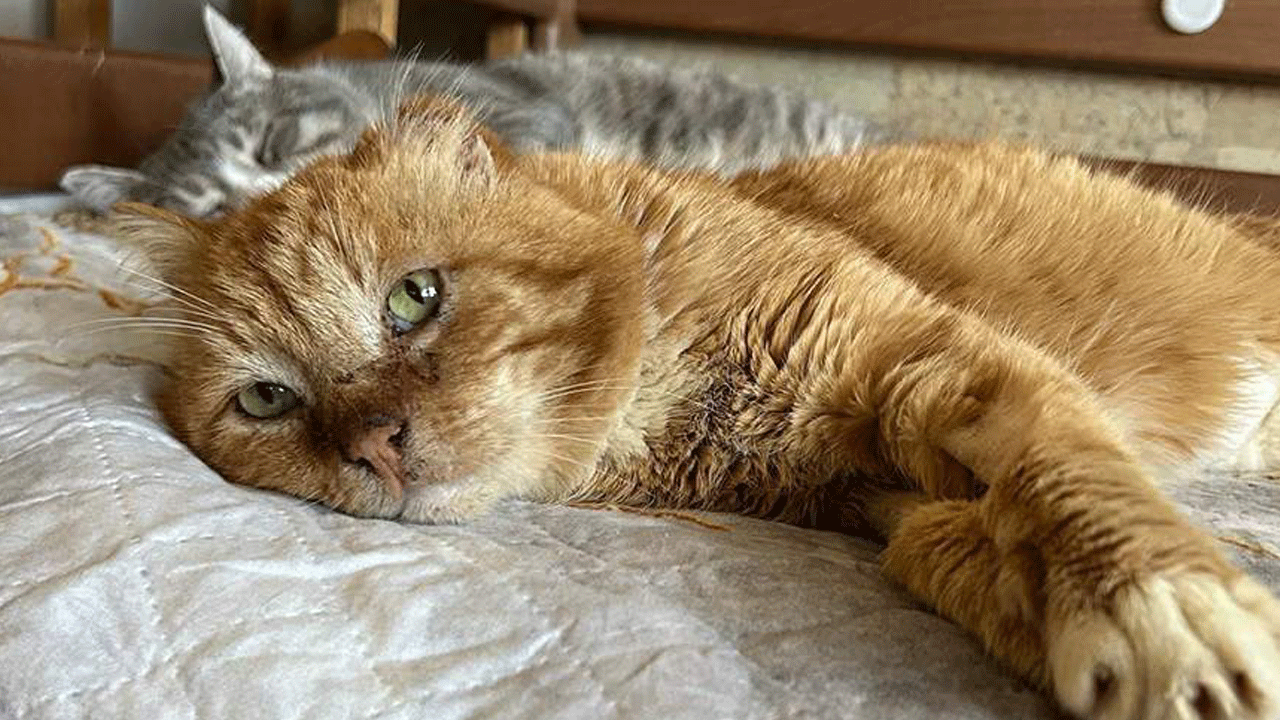 Sahibinin mezarında yedi yıl geçiren kedi öldü! Yanına gömülecek