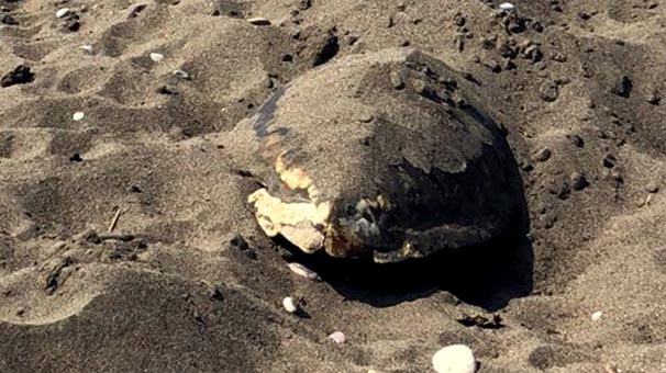 Sahilde başsız caretta ölüsü bulundu